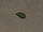 Celery