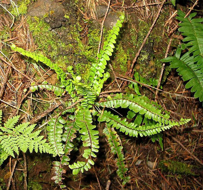 Asplenium anceps Gabaniki Wiki Fandom