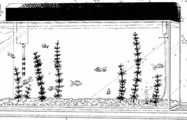 Gakuen Babysitters Goldfish