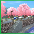 Sakura road 2