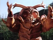 Fighting Flea