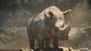 Albino Rhinoceros