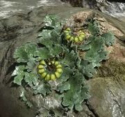 Acrid Pod