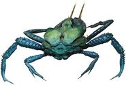 Reef Tick