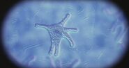 Unicellular Alien Amoebas