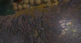 Alien Flatworm