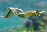 Hammerbrow Fish