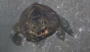Alien Amphibian