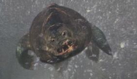 Alien Amphibian