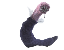 Carnictis