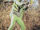 Mantis Man (Kamen Rider)