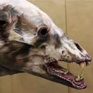 The right side of the bear’s head.