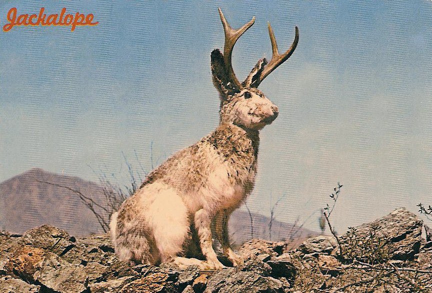 NIL DUE / NIL UNディフューザー JACKALOPE NIL DUE / NIL UN TOKYO 