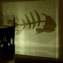 Invisible Fish