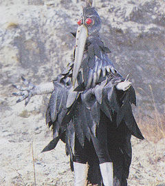 Kaiser Crow Galactic Creatures Wiki Fandom Kaiser Crow Galactic Creatures Wiki Fandom