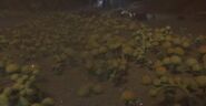 Alien Fungus