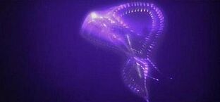 Non-Terrestrial Intelligence