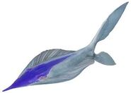 Flat Skate Fish