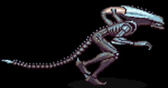 Arachnoid