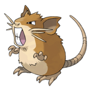 Raticate