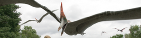 Pteranodon (Primeval)