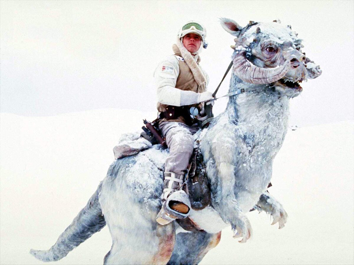 Tauntaun | Galactic Creatures Wiki | Fandom