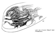 Cylon Raider