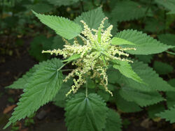 Nettle