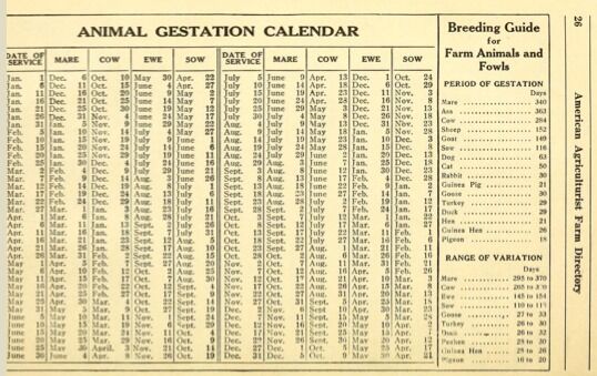 Sheep Gestation Chart - Pdf Prediction Of Stage Of Pregnancy In