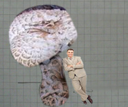 Shroom.png