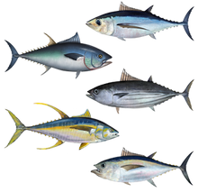 Tuna assortment