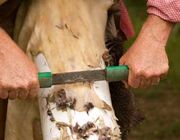 Scraping-deer-hide