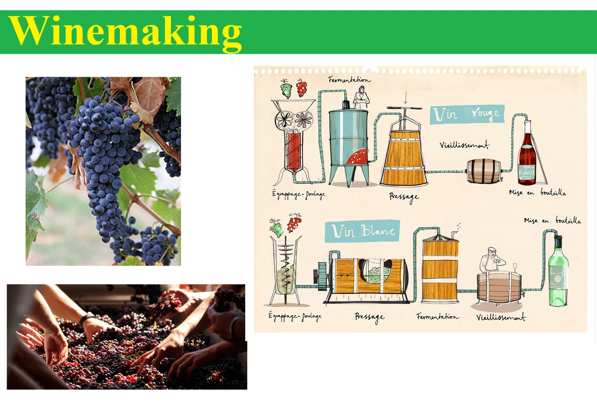 Winemaking Wiki Fandom