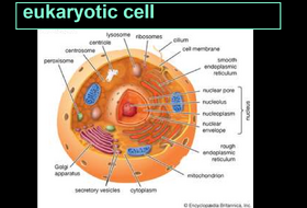 Eukaryotic cell