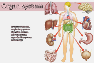 Organs.png