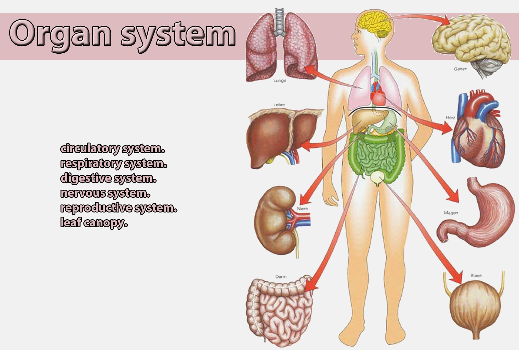 organ system biology