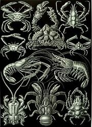 220px-Haeckel Decapoda