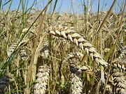 250px-Wheat close-up