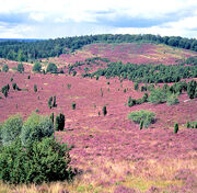 Lueneburger-heide