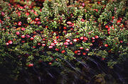 220px-Cranberry bog