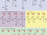 Amino acid