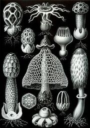 250px-Haeckel Basimycetes