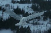 Corbeau blanc.jpg