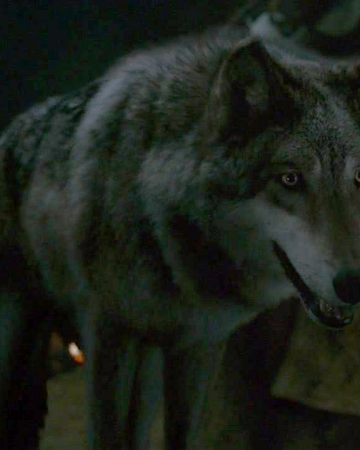 Loup Geant Wiki Game Of Thrones Fandom Loup Geant Wiki Game Of Thrones Fandom