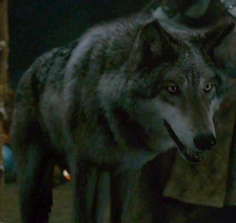 Loup Géant Wiki Game of Thrones Fandom