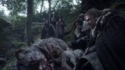 Eddard decouvre les loups(1x01)