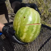 Zombie Melon.png