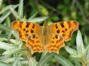 Polygonia c-album DePanne