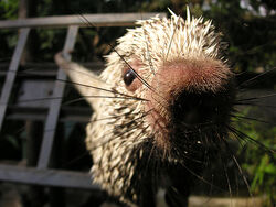Porcupine says hello