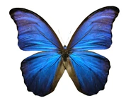 1266748996554817001485509 55730114.png (1.12 MB) A Morpho Butterfly, Vanessa's motif.